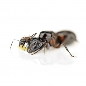Camponotus ligniperdus